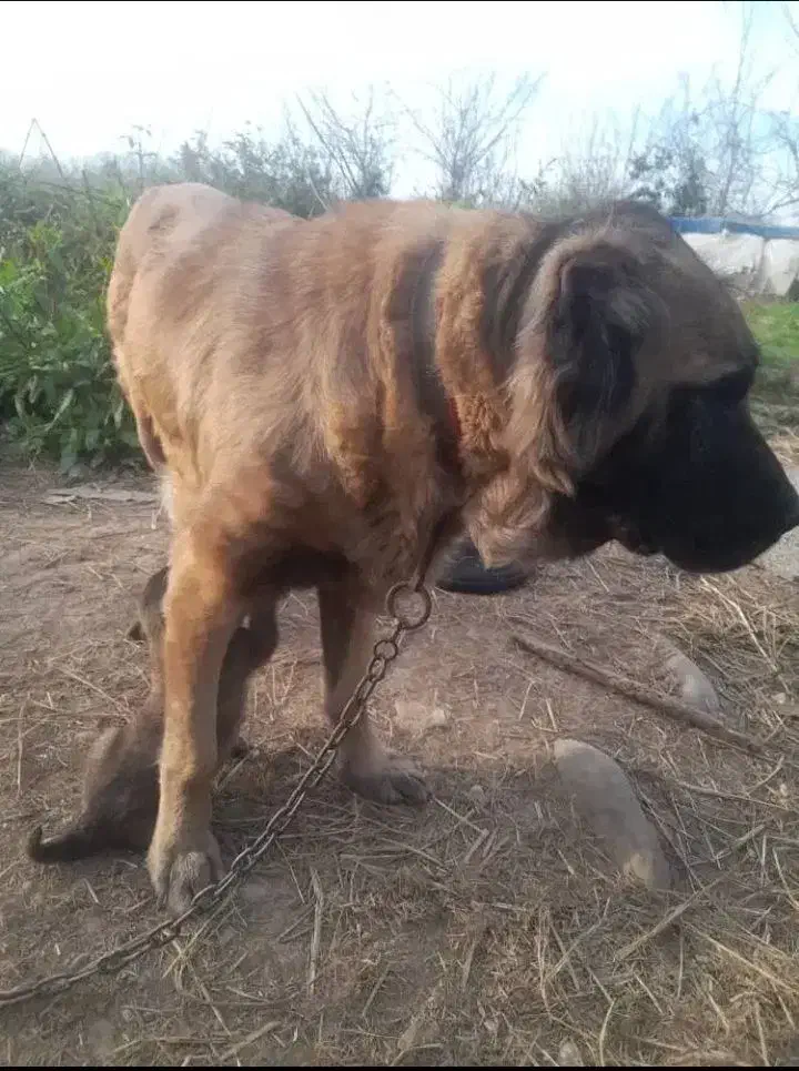 سگ سرابی اصیل درجه یک|سگ|رباطکریم, رباطکریم|دیوار