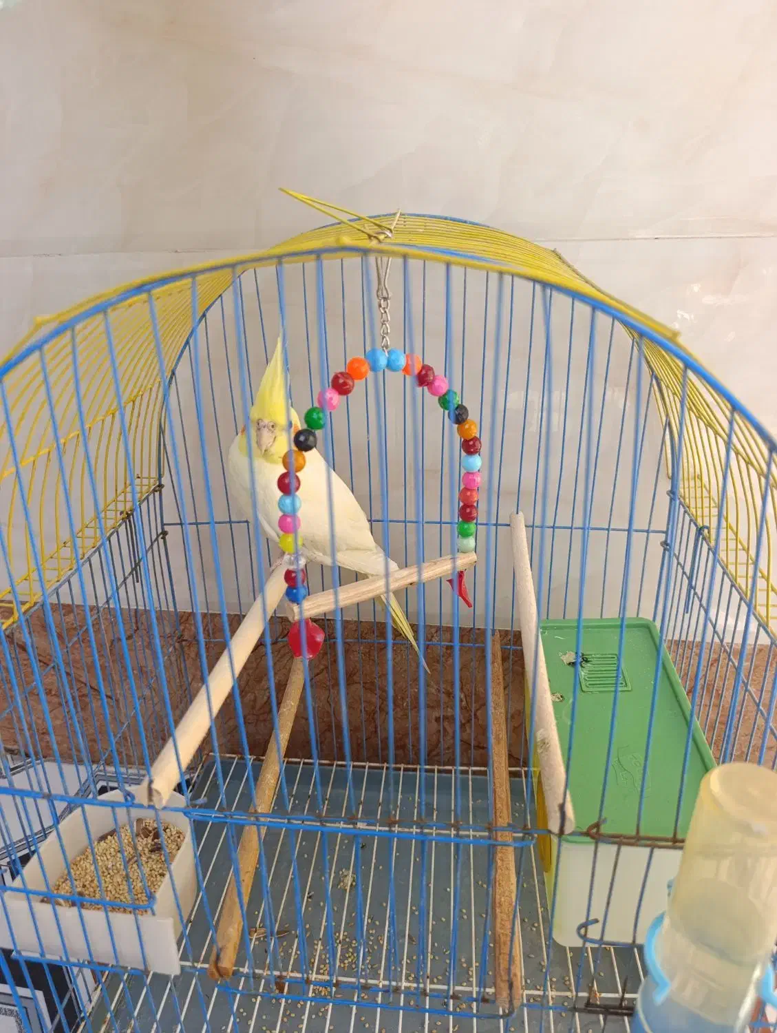 عروس هولندی دستی|پرنده|شادگان, |دیوار