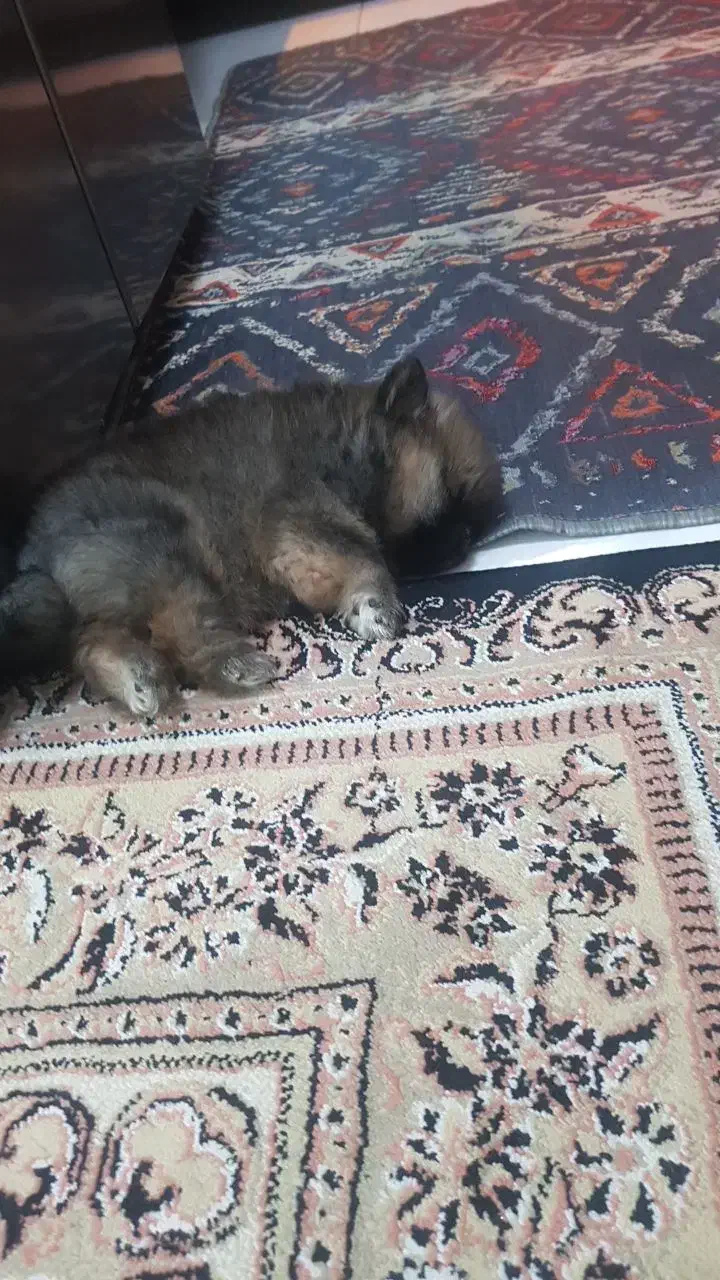 پامرانین خرسی|سگ|تهران, مینای شمالی (مخبر)|دیوار