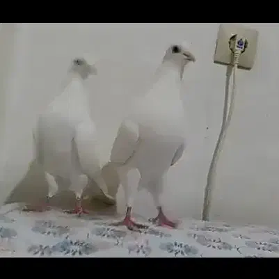 کبوترپتی والا پاکستانی وزاغ سیاه آبادانی|پرنده|بوشهر, |دیوار