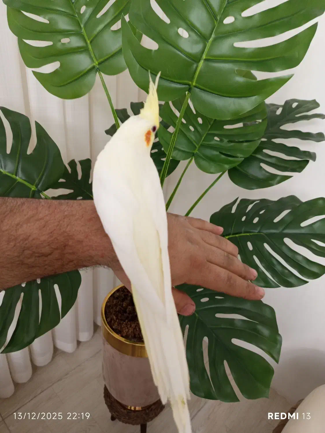 عروس هلندی کاملا اهلی فوق رام|پرنده|تبریز, |دیوار