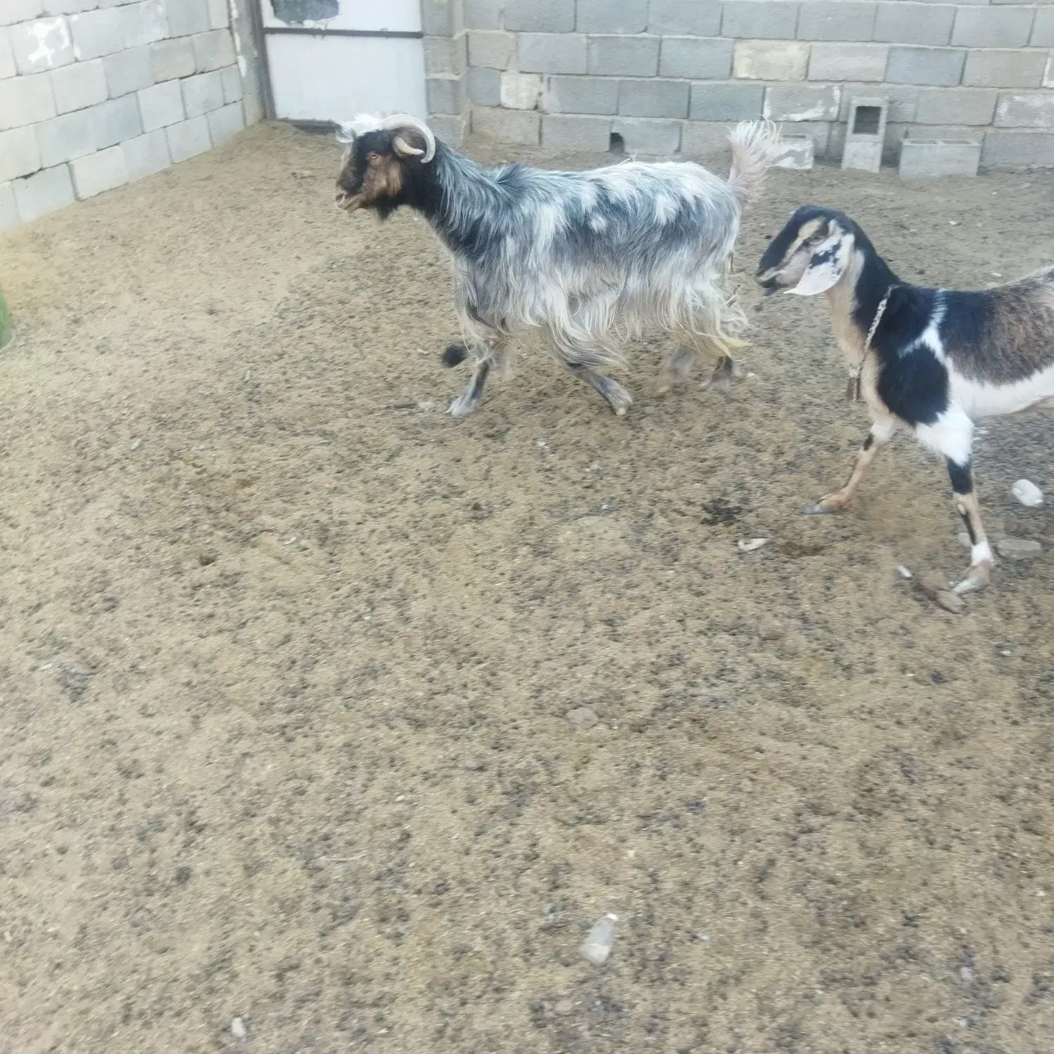 بزه|حیوانات مزرعه|جهرم, |دیوار