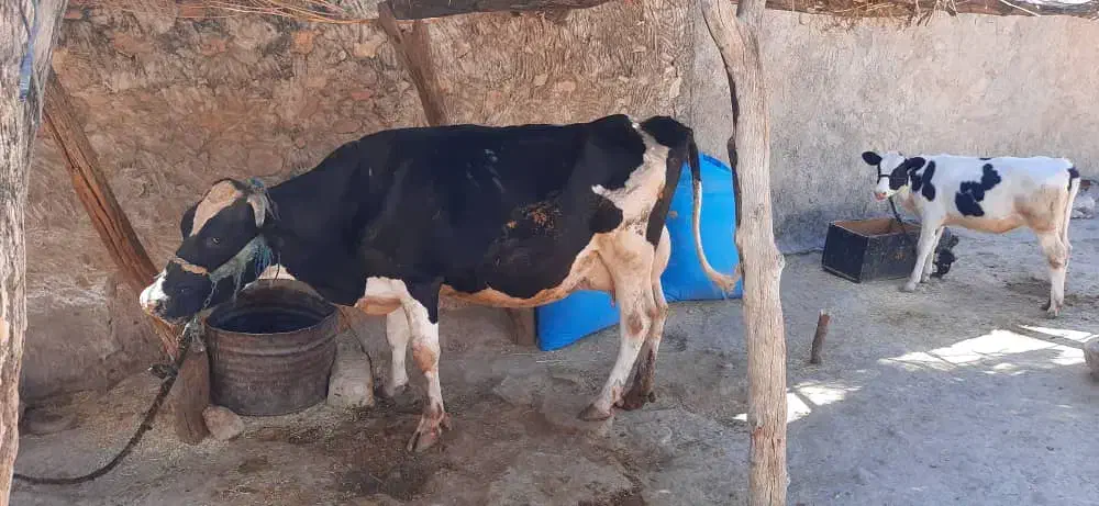 گاو شیر با گوساله|حیوانات مزرعه|دهدشت, |دیوار