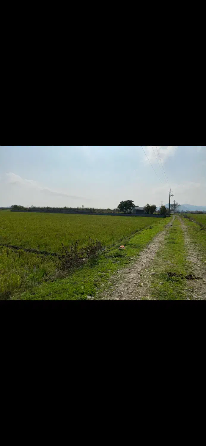 فروش شالیزار|فروش زمین و ملک کلنگی|آستارا, |دیوار