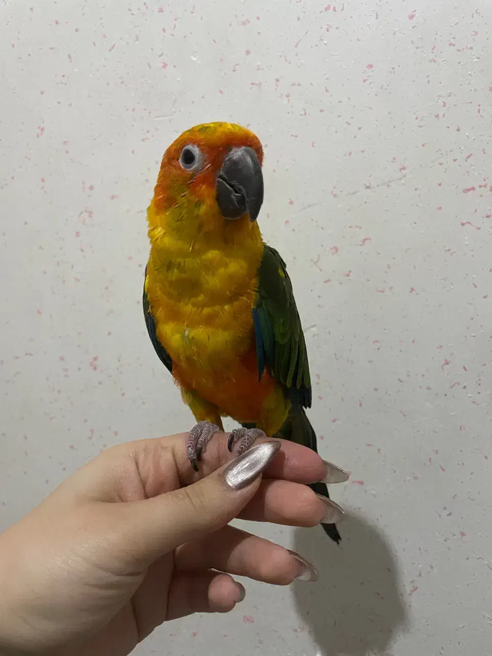 طوطی|پرنده|ری, سیزده آبان|دیوار