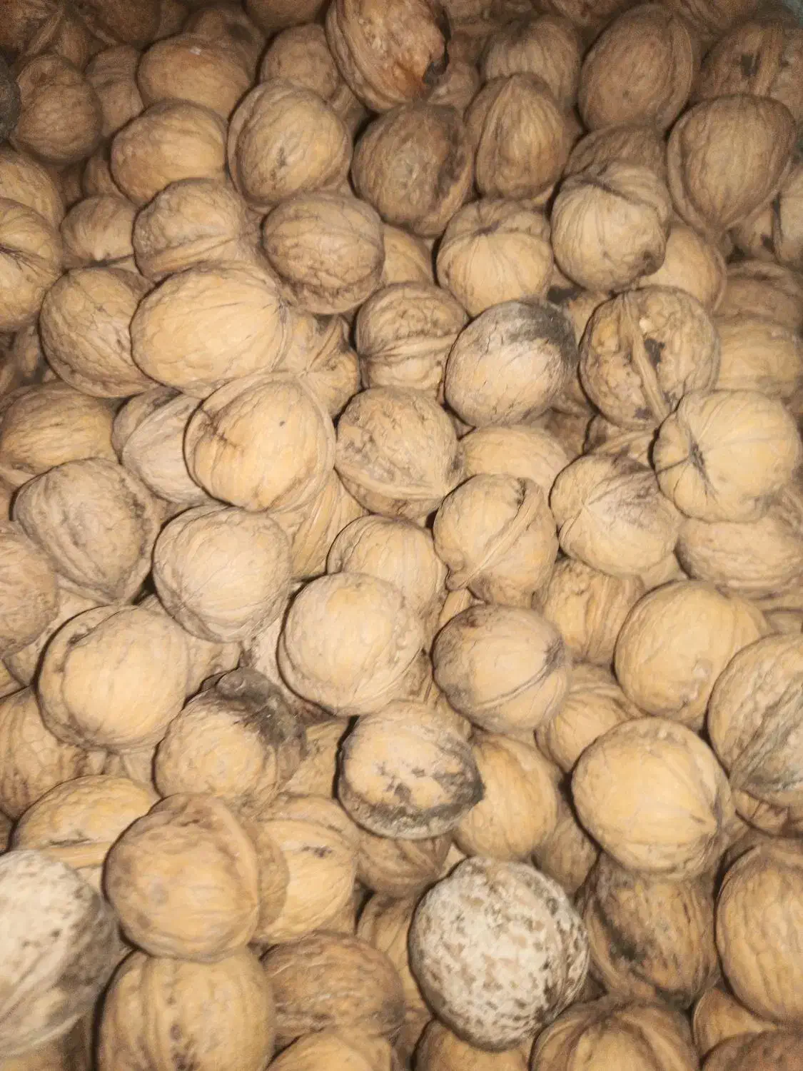 گردو|خوردنی و آشامیدنی|جوانرود, |دیوار