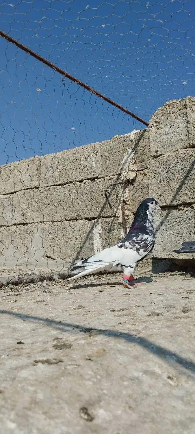 یال سیاه طوقی و سرخ|پرنده|کازرون, |دیوار