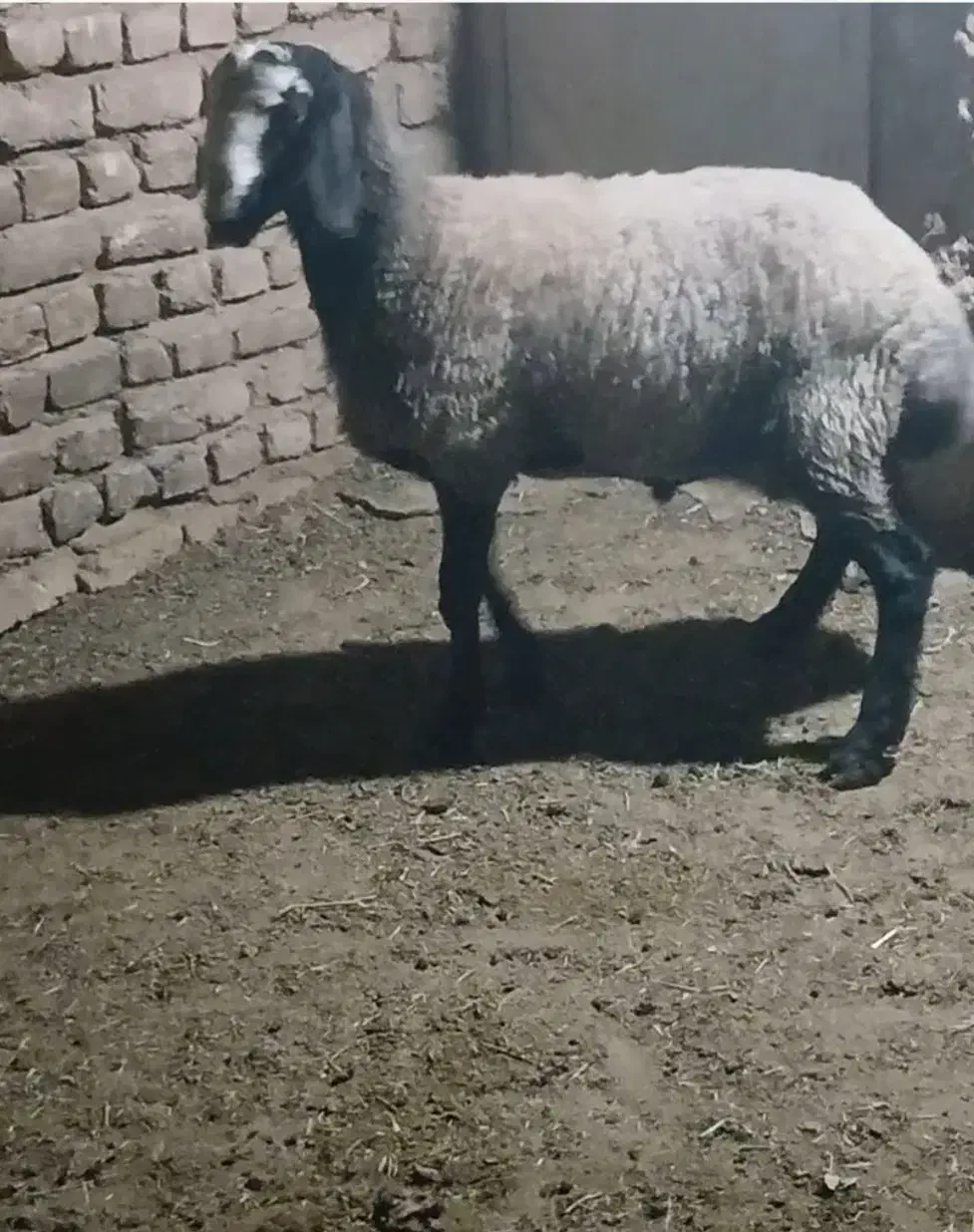 بره نر شالی|حیوانات مزرعه|رامند, |دیوار