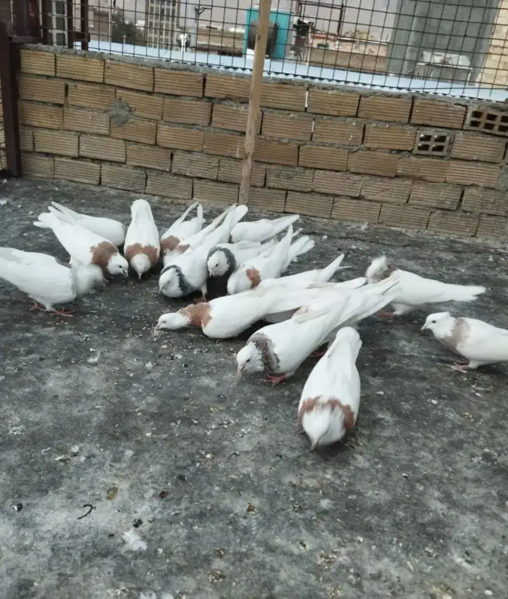 کبوتر|پرنده|ایلام, |دیوار