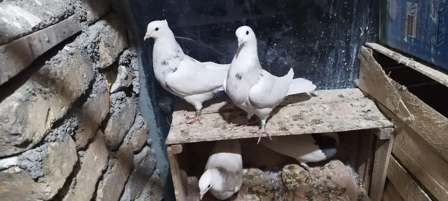 طوقی|پرنده|بن, |دیوار