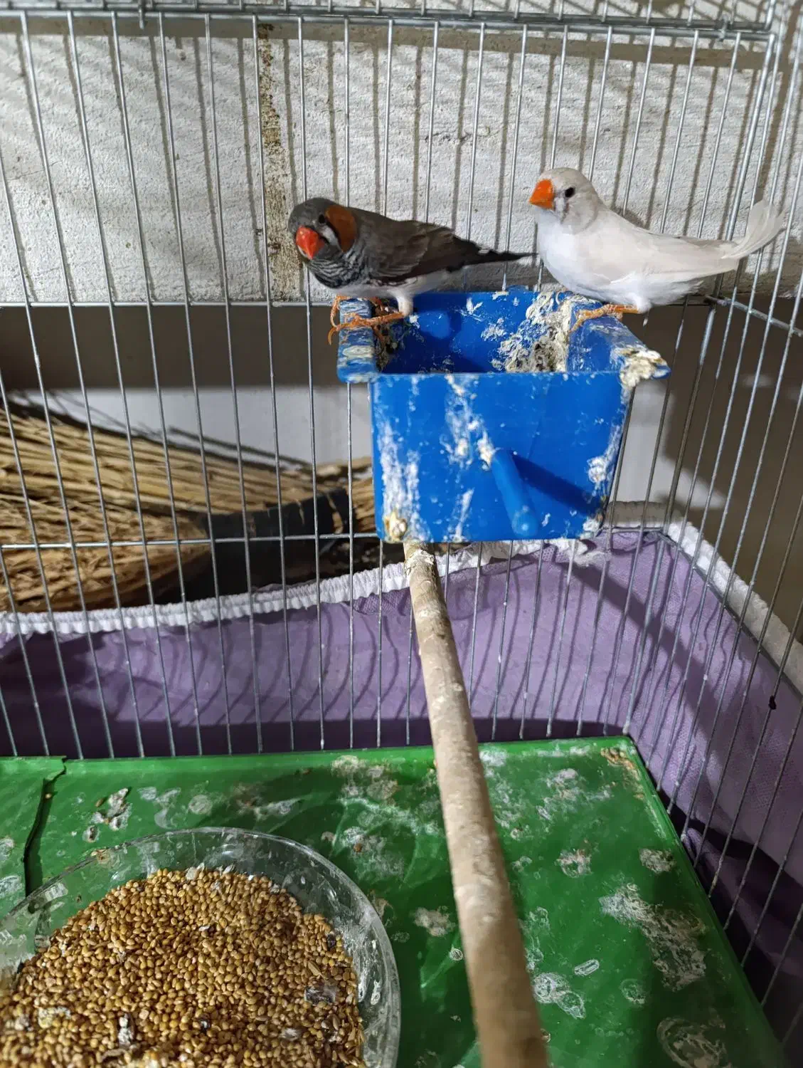 فنچ مولد سالم و زرنگ|پرنده|بهبهان, |دیوار