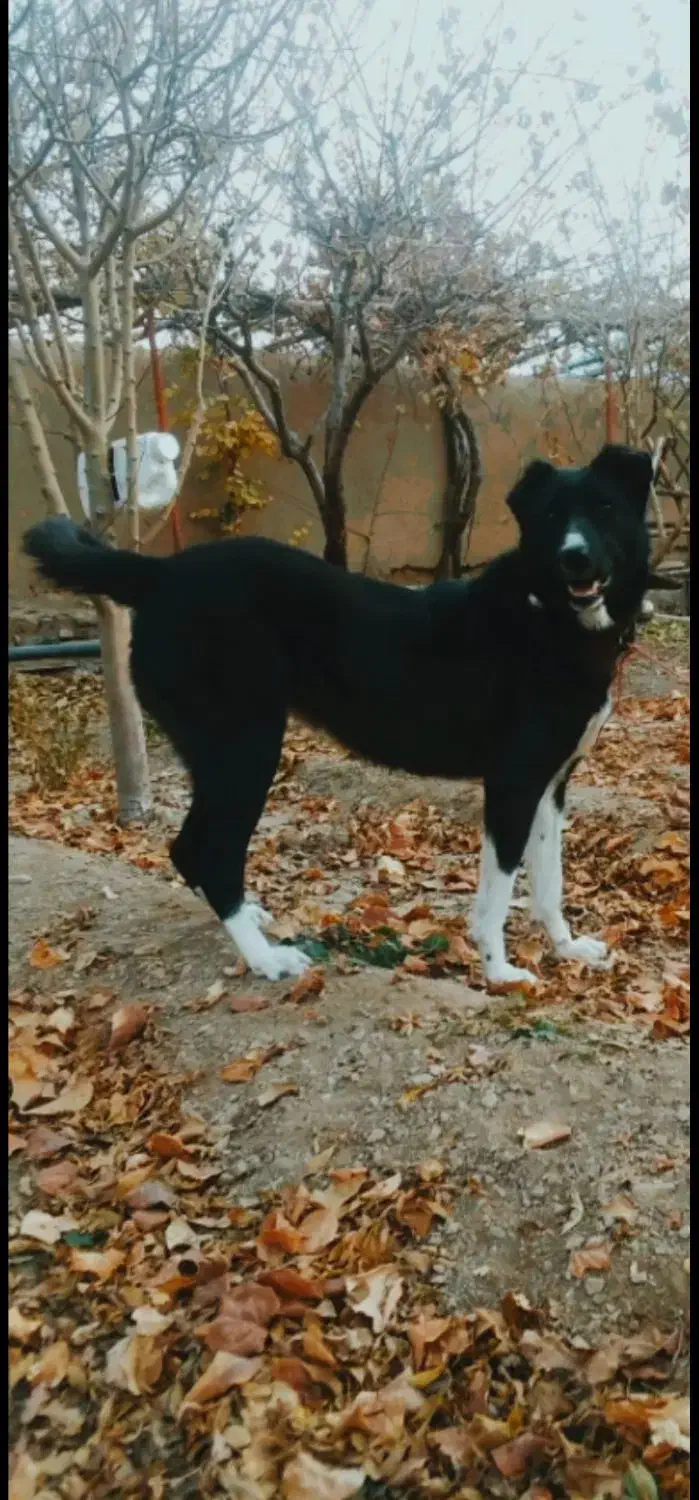 واگذاری سگ لاس گله ای نگهبان|سگ|ابریشم, |دیوار