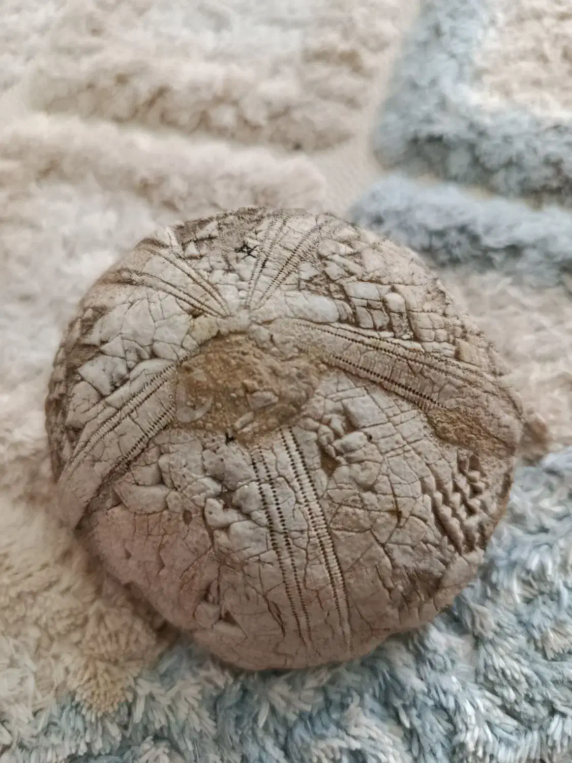 فسیل خار پوست|کلکسیون و سرگرمی|کوهدشت, |دیوار