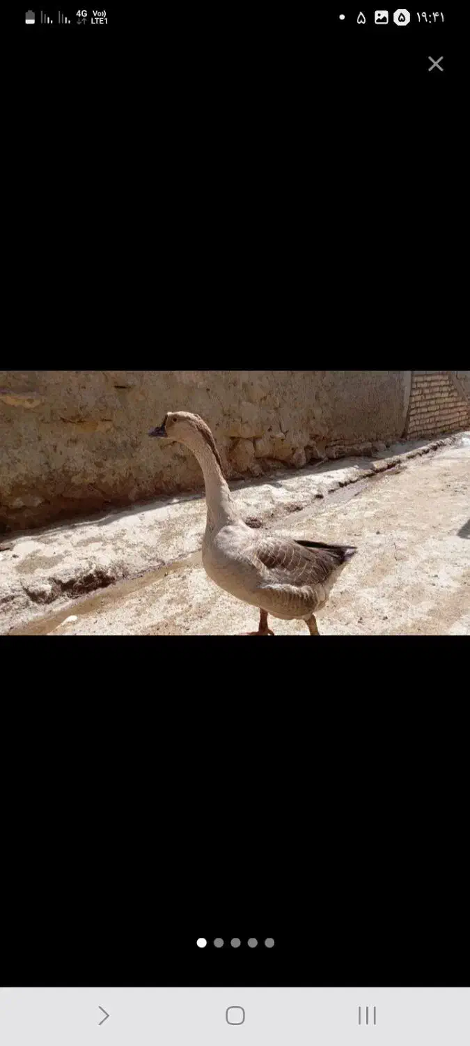 یک جفت غاز بالغ ،موقع تخم گزاری شون|حیوانات مزرعه|سملقان, |دیوار