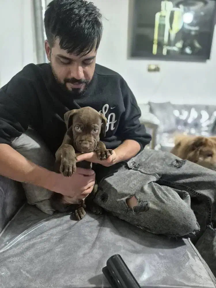 توله پیت بول|سگ|کرج, حیدرآباد|دیوار