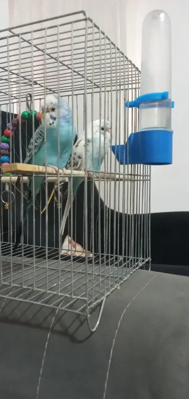 جفت مرغ عشق|پرنده|تهران, مهرآباد جنوبی|دیوار