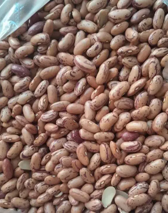 لوبیا چیتی زیر قیمت بازار|حراج|جهرم, |دیوار