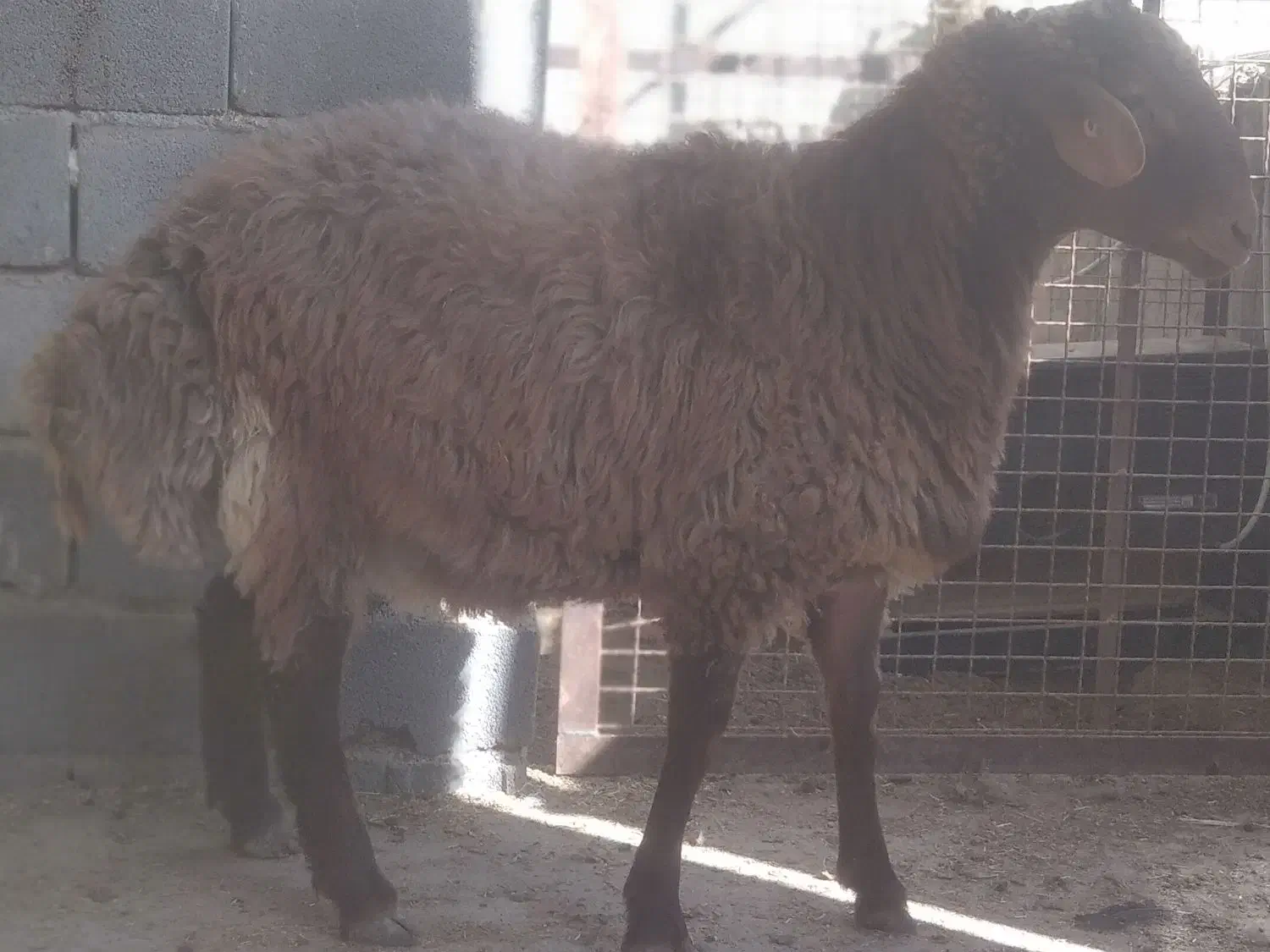 قوچ و بره‌قوچ‌های همو|حیوانات مزرعه|بجنورد, |دیوار