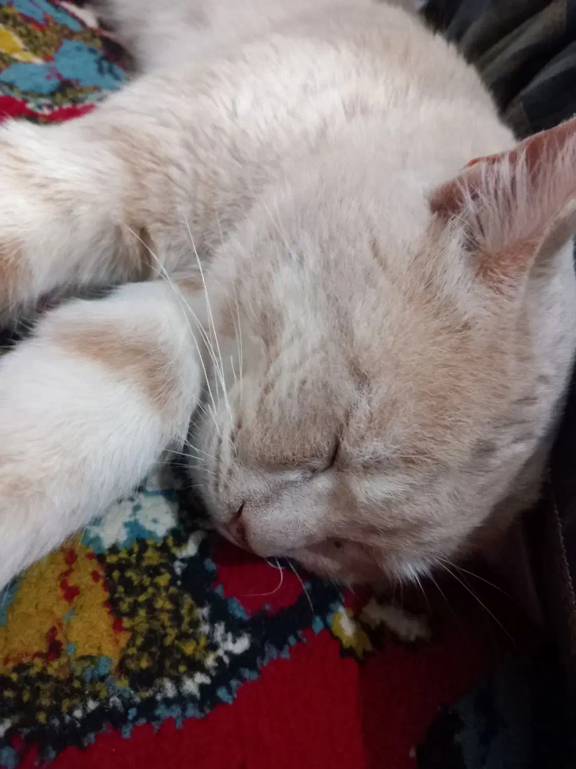 گربه نژاد دی اس اچ|گربه|قائم‌شهر, |دیوار