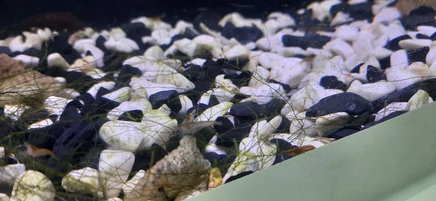 آکواریوم پلنت|ماهی|شاهرود, |دیوار