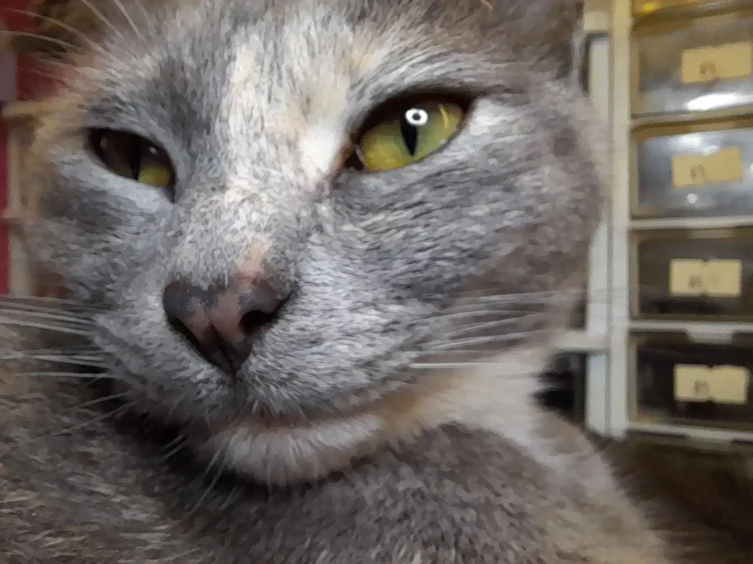 گربه گمشده|حیوانات|بندر انزلی, خوش پیک|دیوار