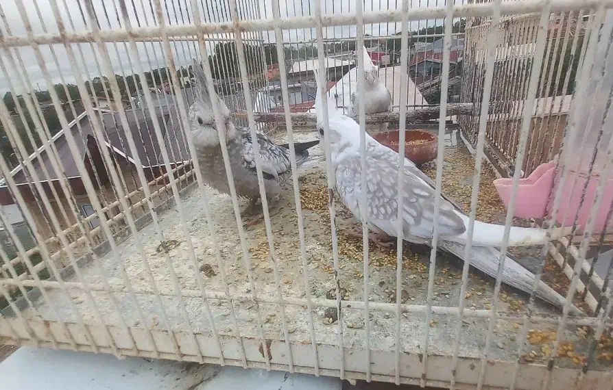 جوجه عروس دانخور|پرنده|رشت, کوی عرفان|دیوار