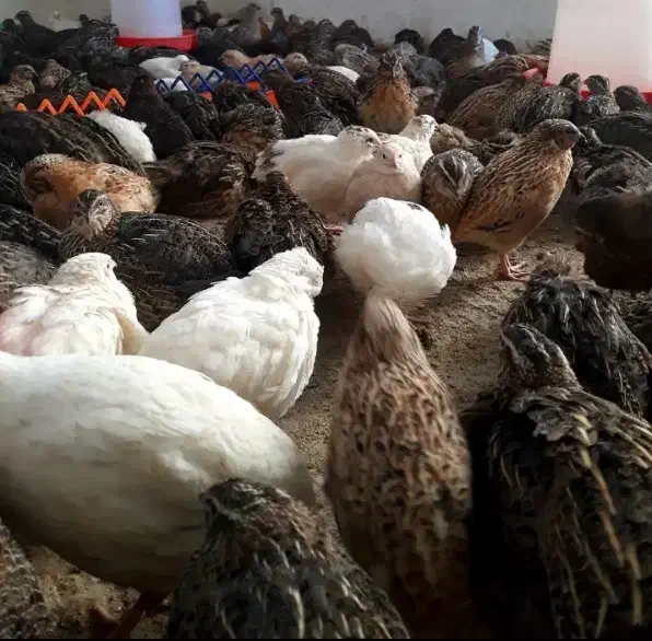 بلدرچین ماده تخمگذار|حیوانات مزرعه|بجنورد, |دیوار