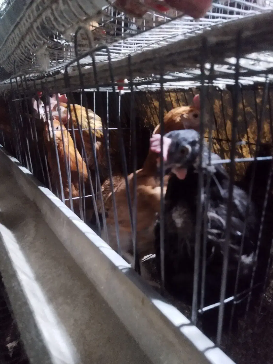 مرغ گلپایگان محلی|حیوانات مزرعه|مشهد, خرم آباد|دیوار