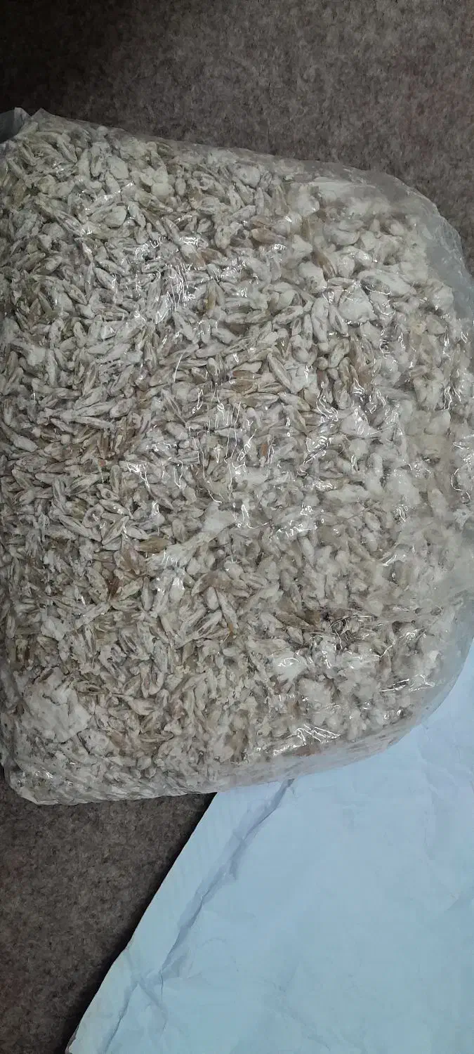 فروش بذر قارچ صدفی|گل و گیاه طبیعی|قم, شهرک مهدیه|دیوار