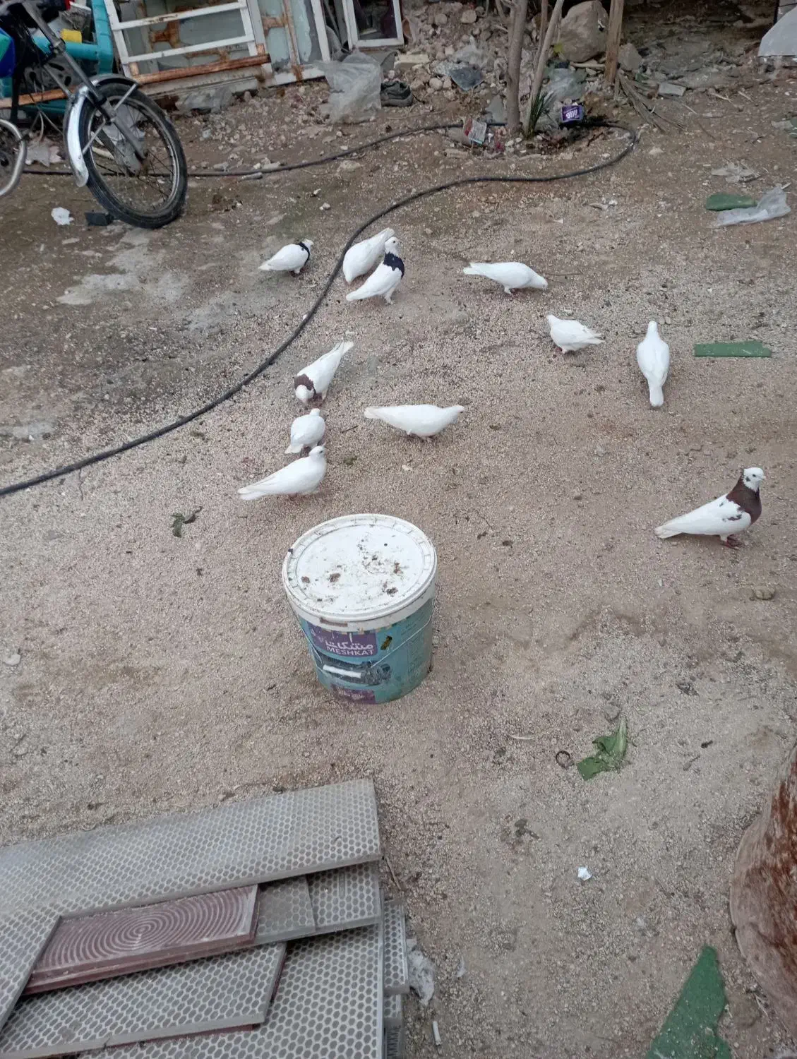 کبوتر سفید یک دست|پرنده|جم, |دیوار