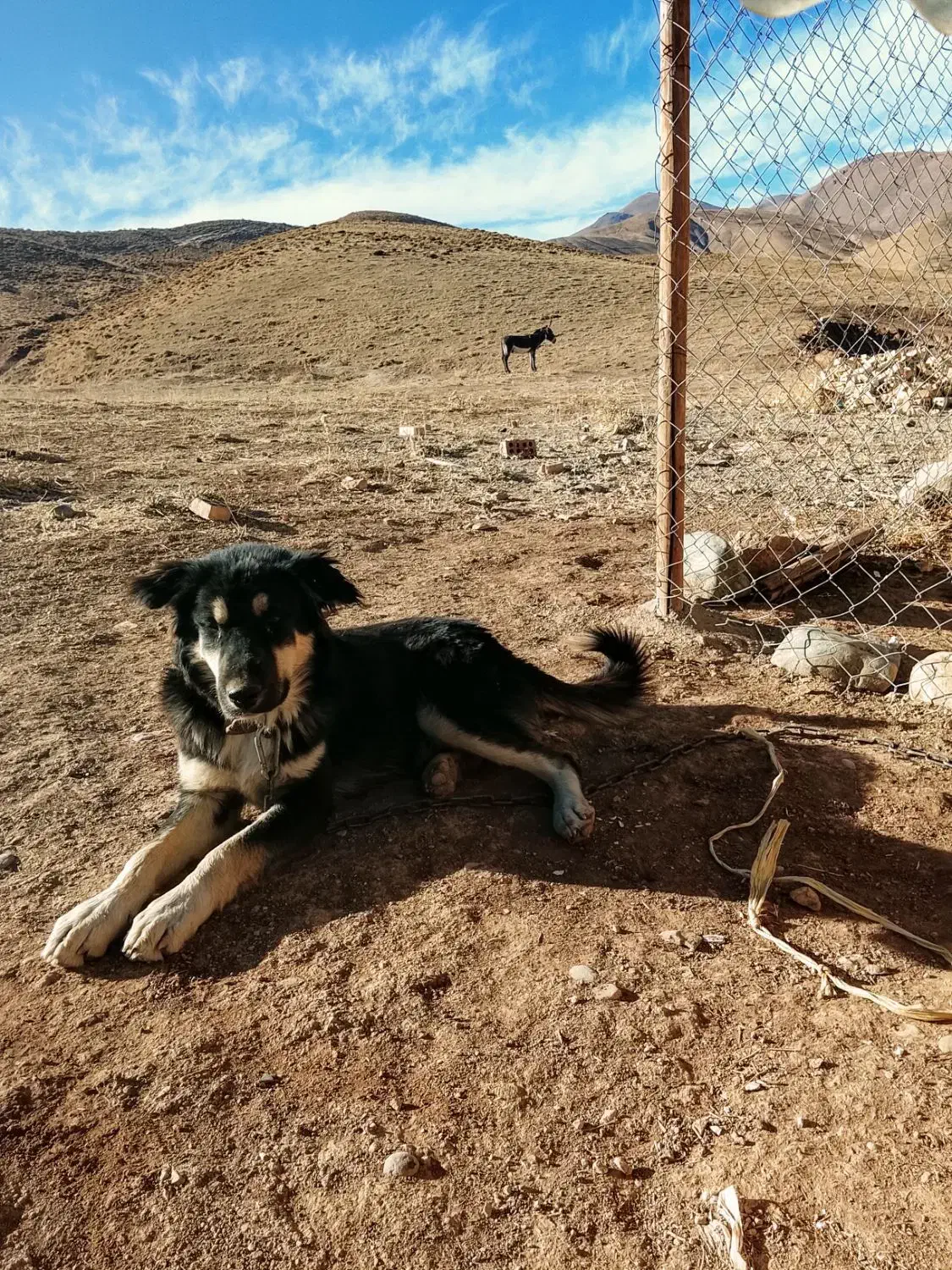 سگ نگهبان|سگ|تکاب, |دیوار