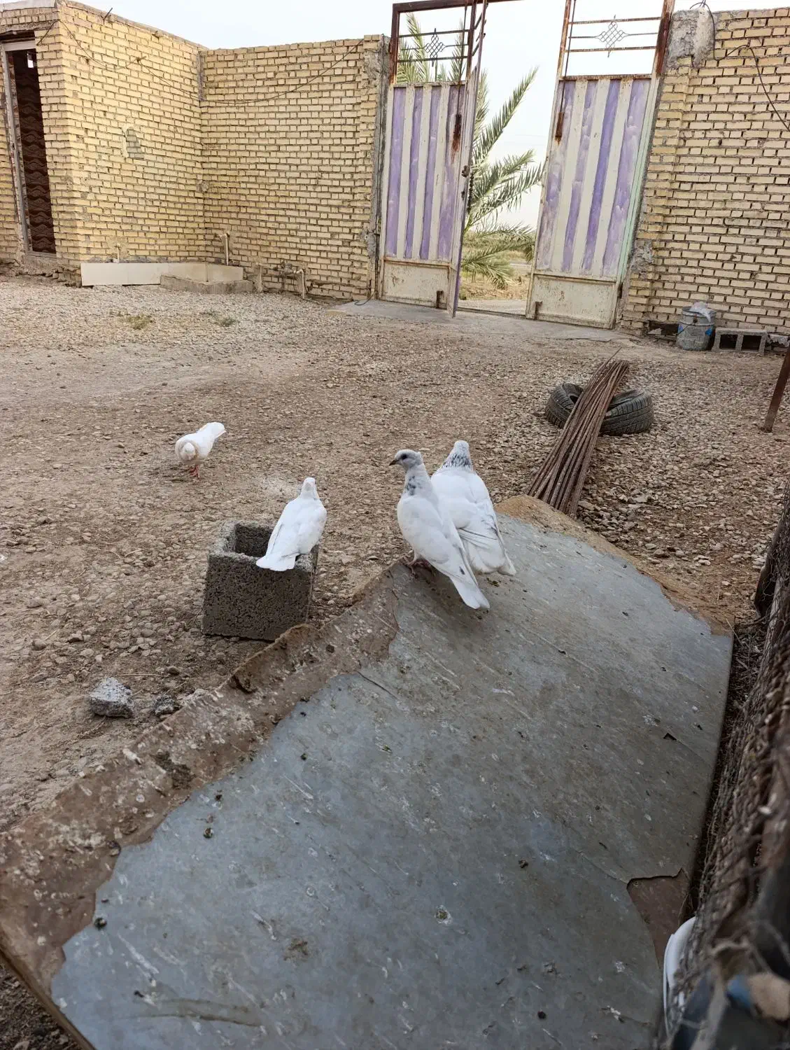 کبوتر|پرنده|شادگان, |دیوار