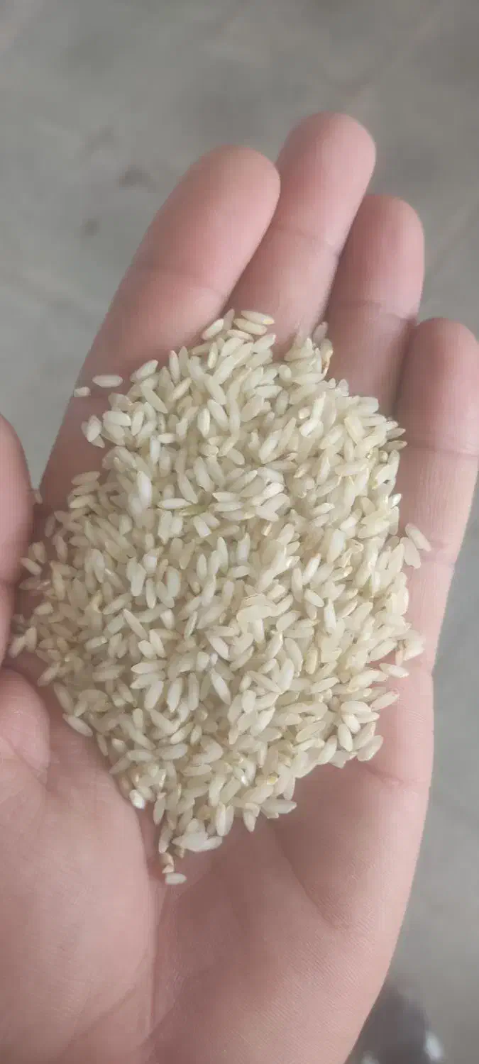 برنج عنبر بو درجه یک|خوردنی و آشامیدنی|بهبهان, |دیوار