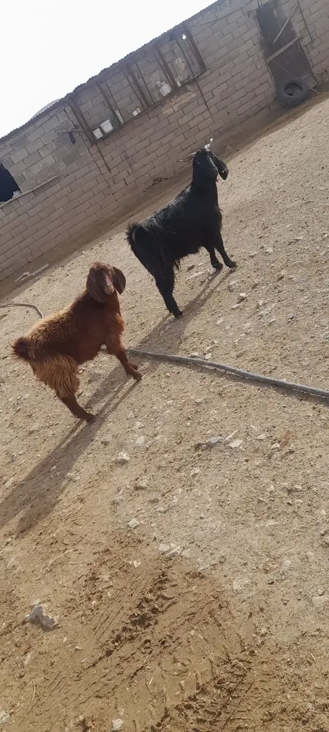 بز‌‌و‌بزغاله|حیوانات مزرعه|همدان, |دیوار