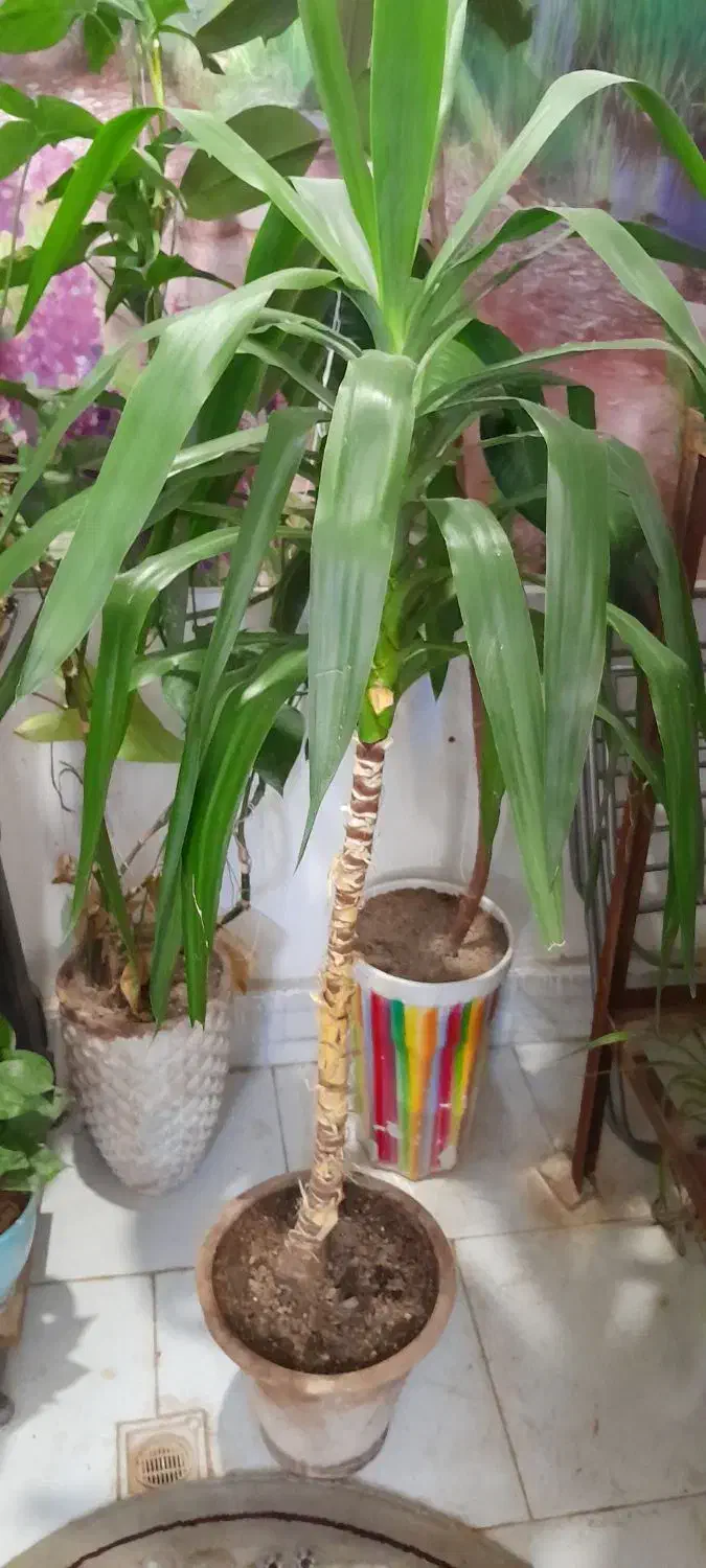 گل انجری و گل ها|گل و گیاه طبیعی|مشهد, آبادگران|دیوار