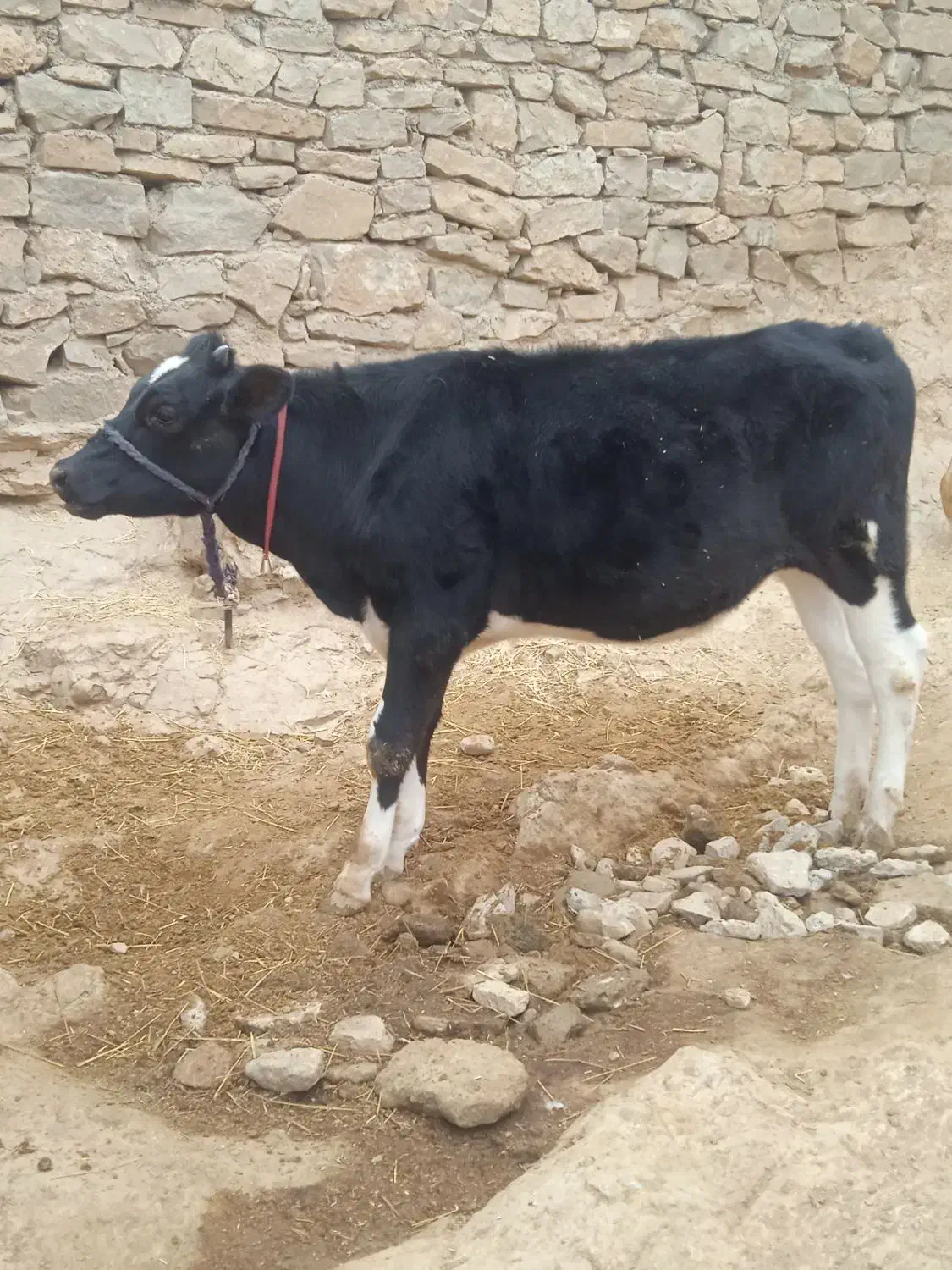 گوساله|حیوانات مزرعه|ایذه, |دیوار