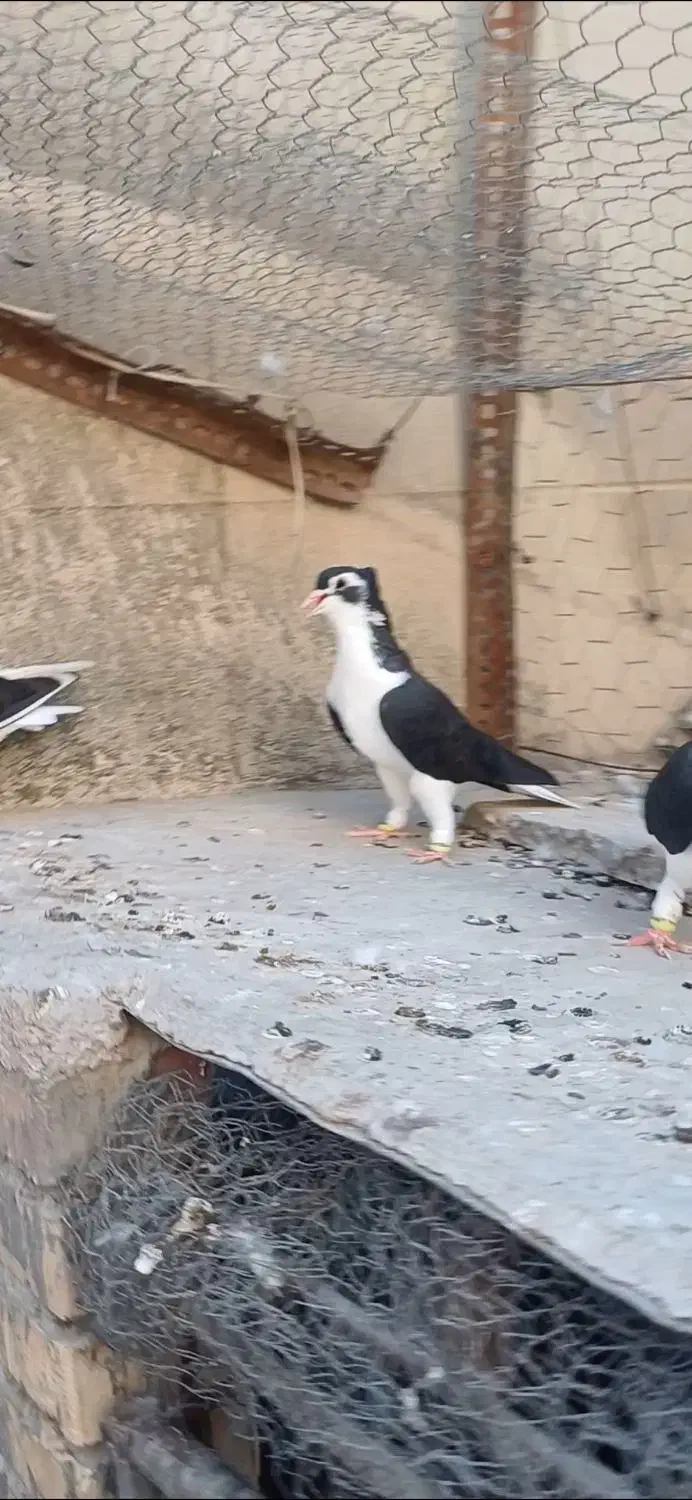 ساده سیاه‌ کاکلی|پرنده|گنبد کاووس, |دیوار