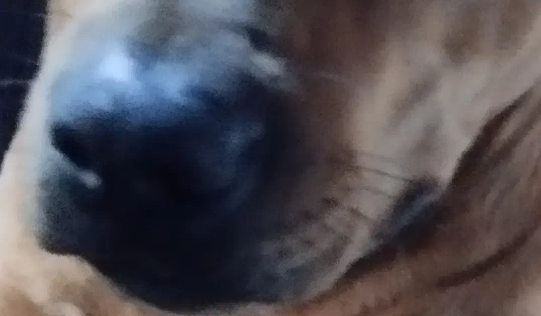 سگ پیدا شده|حیوانات|تهران, دربند|دیوار