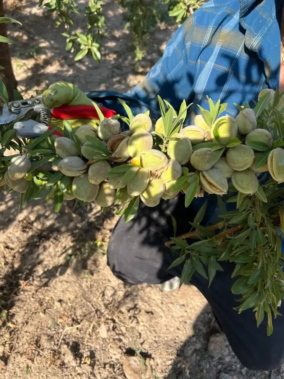 تولید نهال بادام رقم سنگی منقا|خدمات باغبانی و درختکاری|طبس, |دیوار