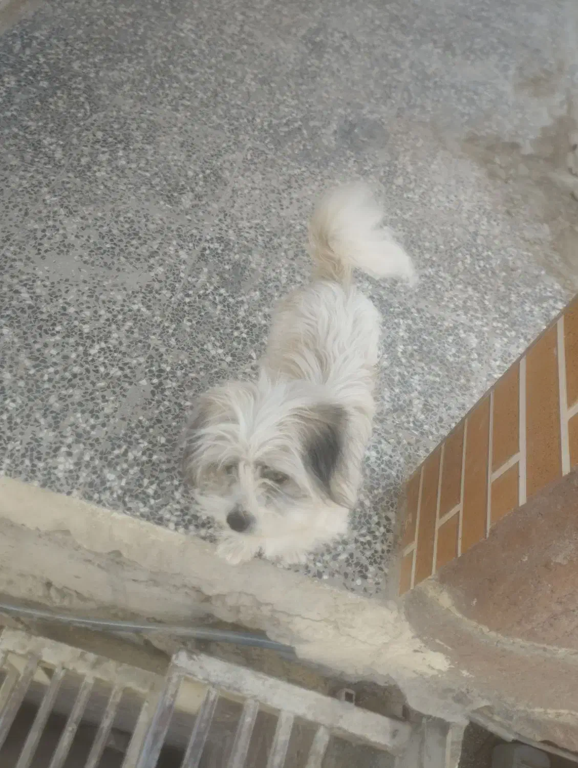 پاپی نر|سگ|فلاورجان, |دیوار