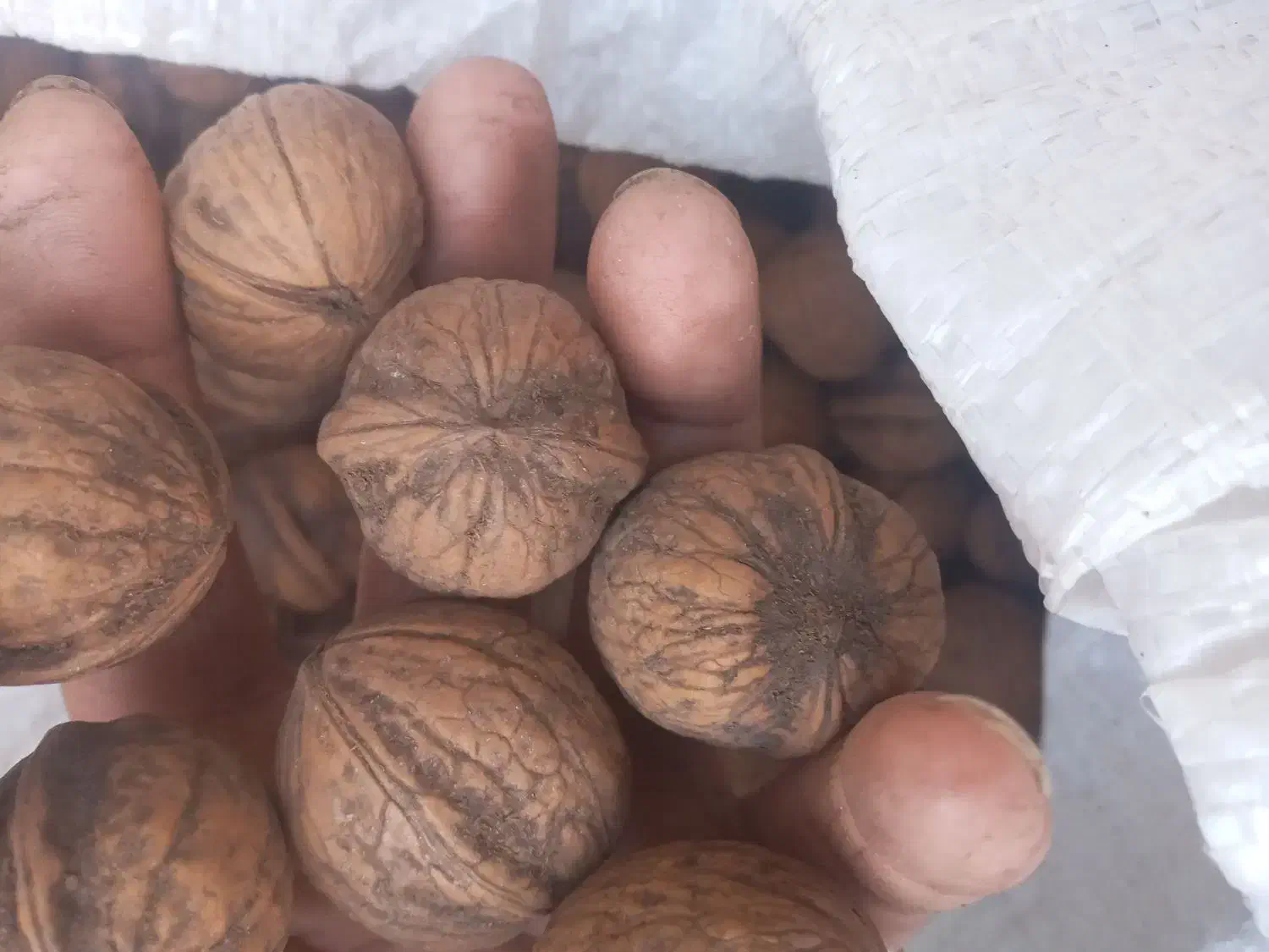 گردو|خوردنی و آشامیدنی|ایلام, |دیوار