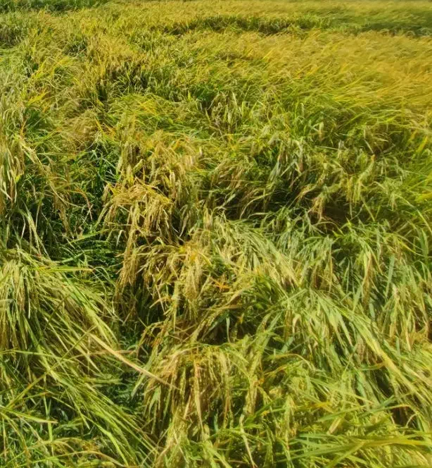 برنج چمپا(چلتیک)|خوردنی و آشامیدنی|یاسوج, |دیوار