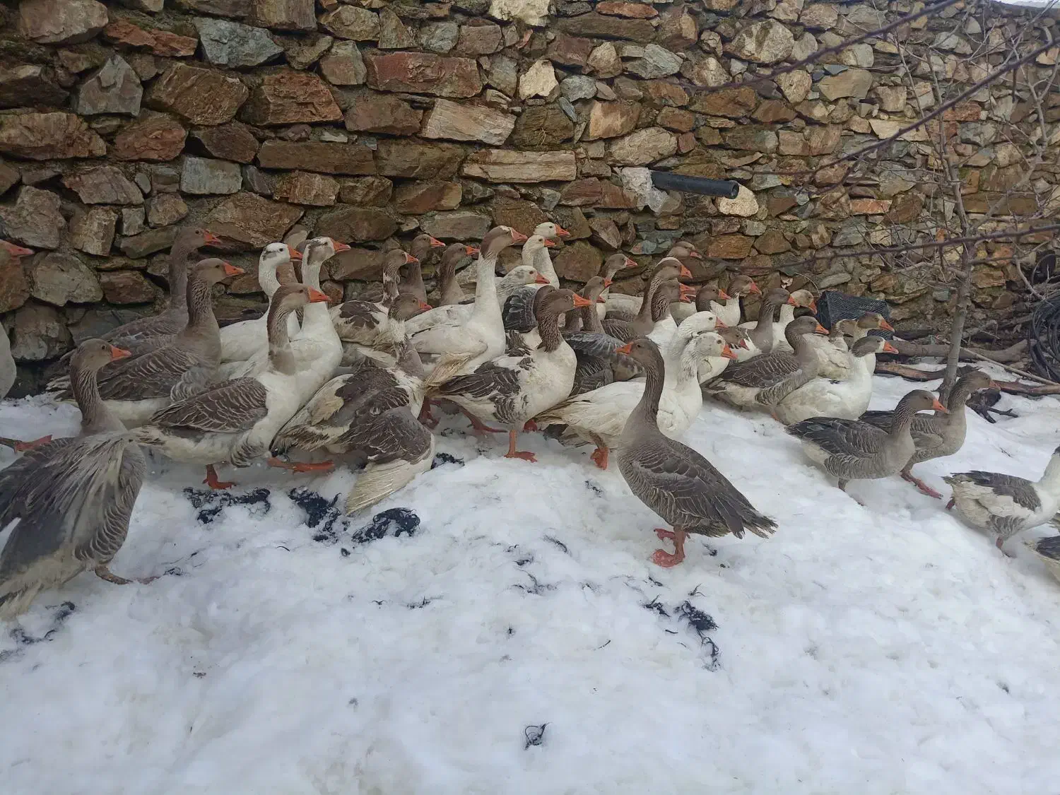 قاز محلی درشت|حیوانات مزرعه|مریوان, |دیوار