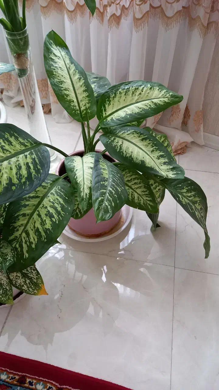 گلهای زیبا و آپارتمانی|گل و گیاه طبیعی|فردیس, شهرک وحدت|دیوار