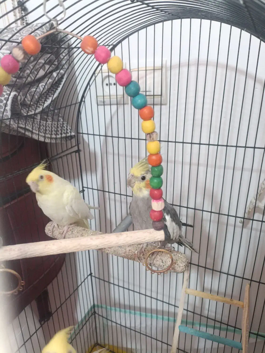 عروس هلندی بالغ|پرنده|نیشابور, بزرگمهر|دیوار