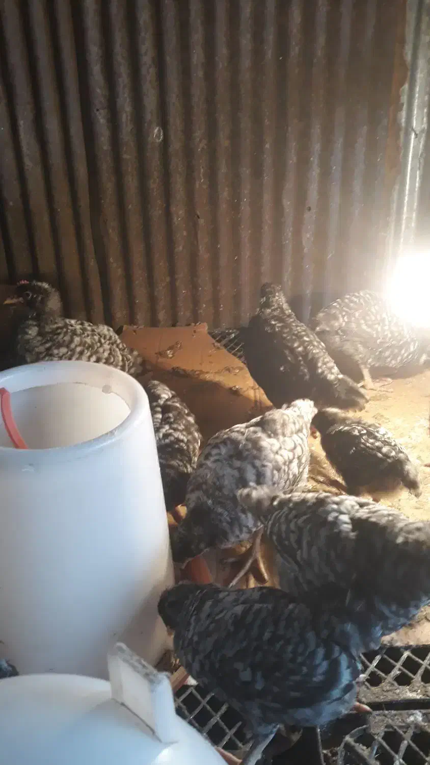 جوجه مرغ آمروک|حیوانات مزرعه|اطاقور, |دیوار