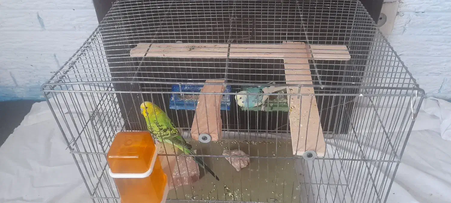 مرغ عشق|پرنده|رباط‌کریم, شهرک والفجر|دیوار