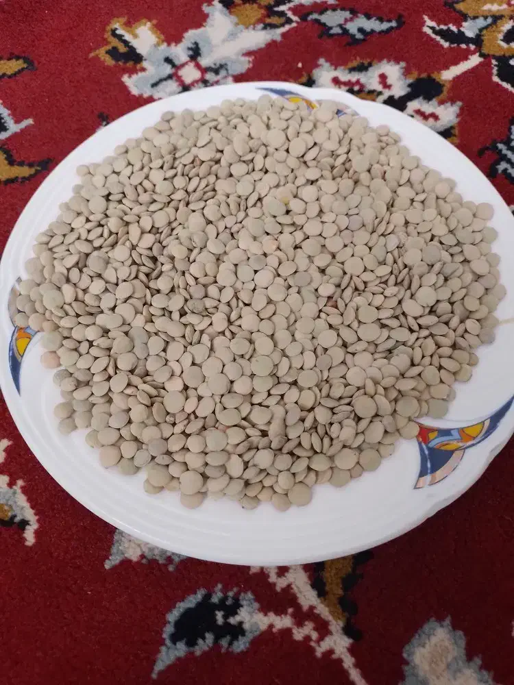 عدس و نخود محلی|خوردنی و آشامیدنی|مشکین‌دشت, |دیوار