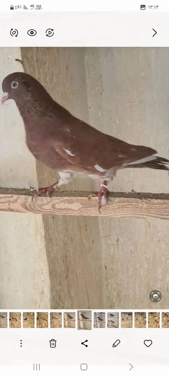 کفتر|پرنده|تهران, دولاب|دیوار