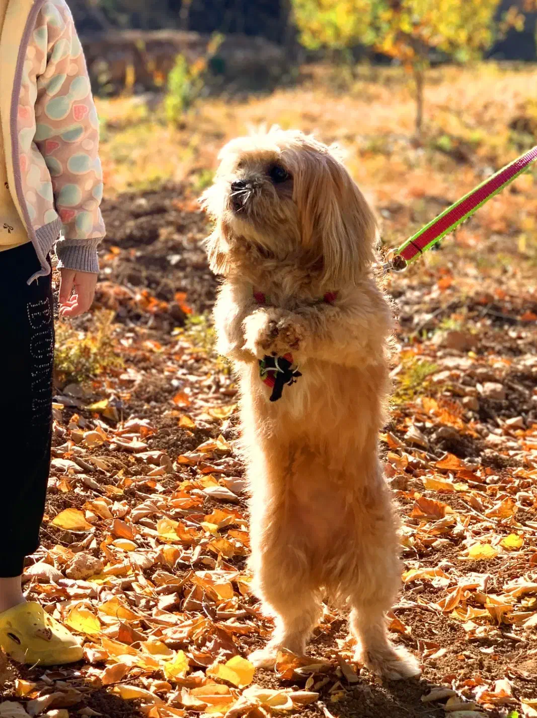 سگ خانگی باهوش|سگ|اسلام‌‌آباد غرب, |دیوار